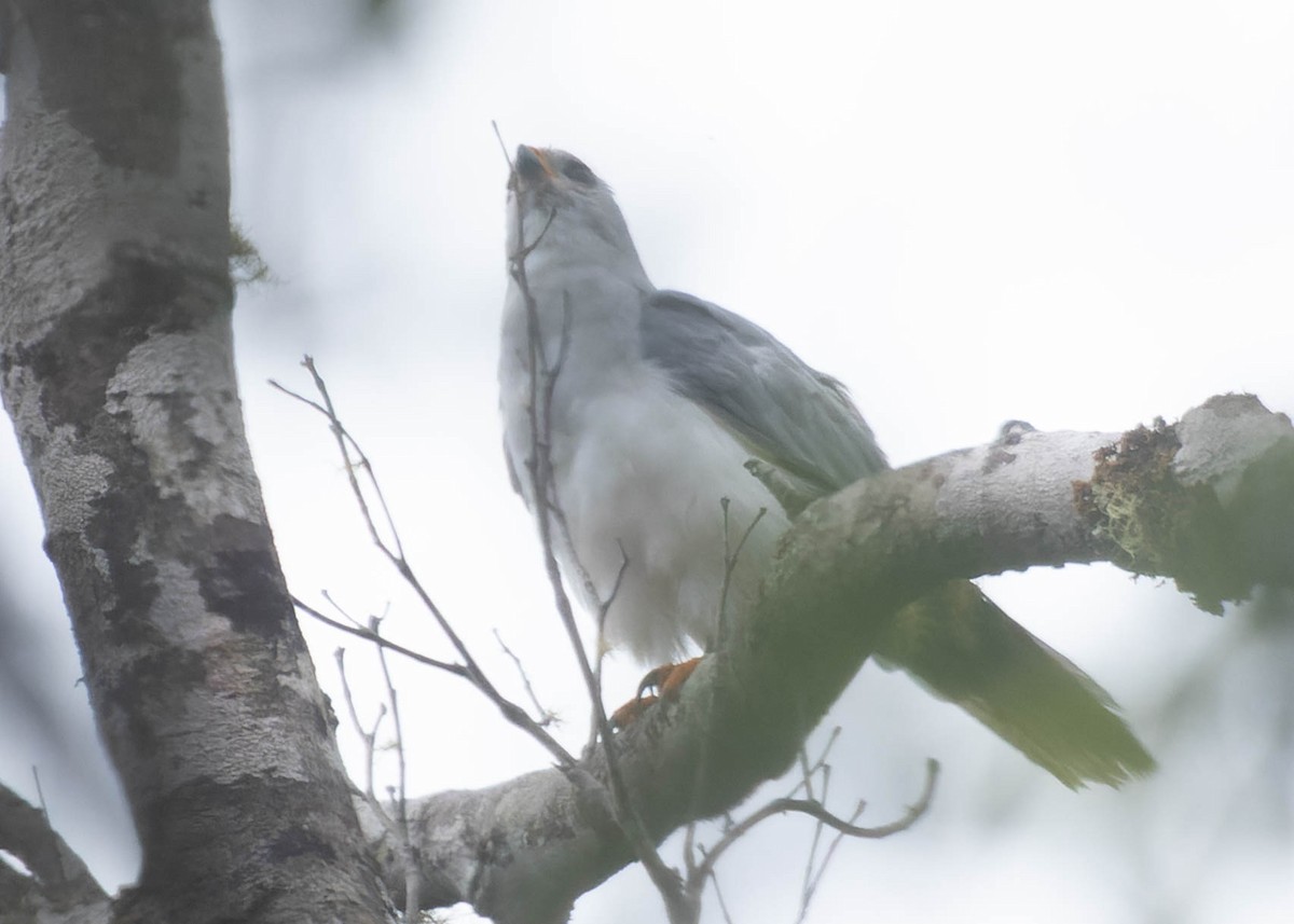 Gray Goshawk - ML413433231