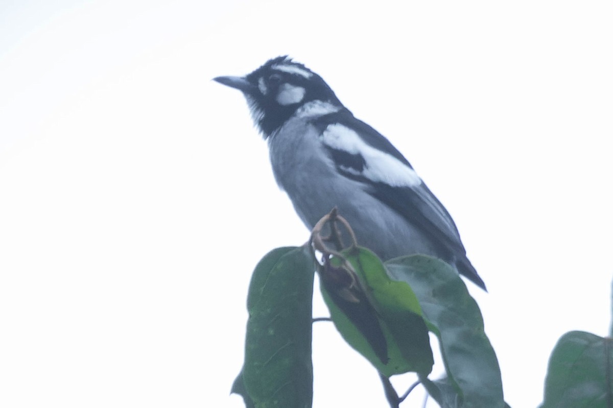 White-eared Monarch - Zebedee Muller