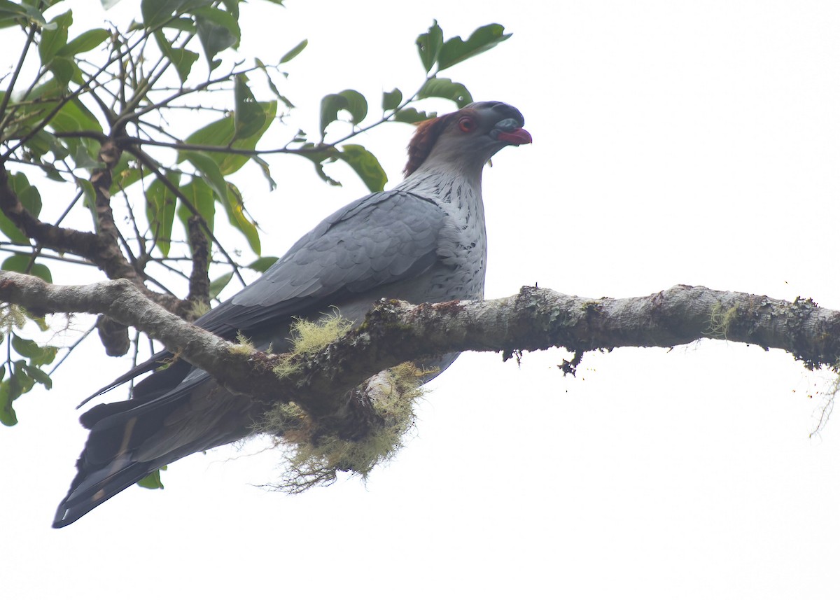 Topknot Pigeon - ML413433381