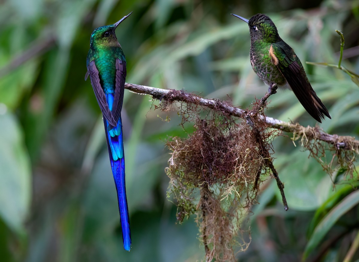 Violet-tailed Sylph - ML413435021