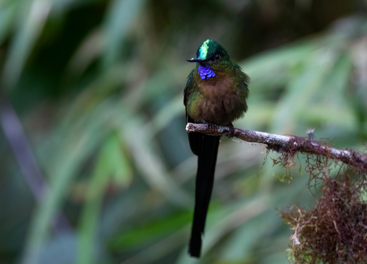Violet-tailed Sylph - ML413435061
