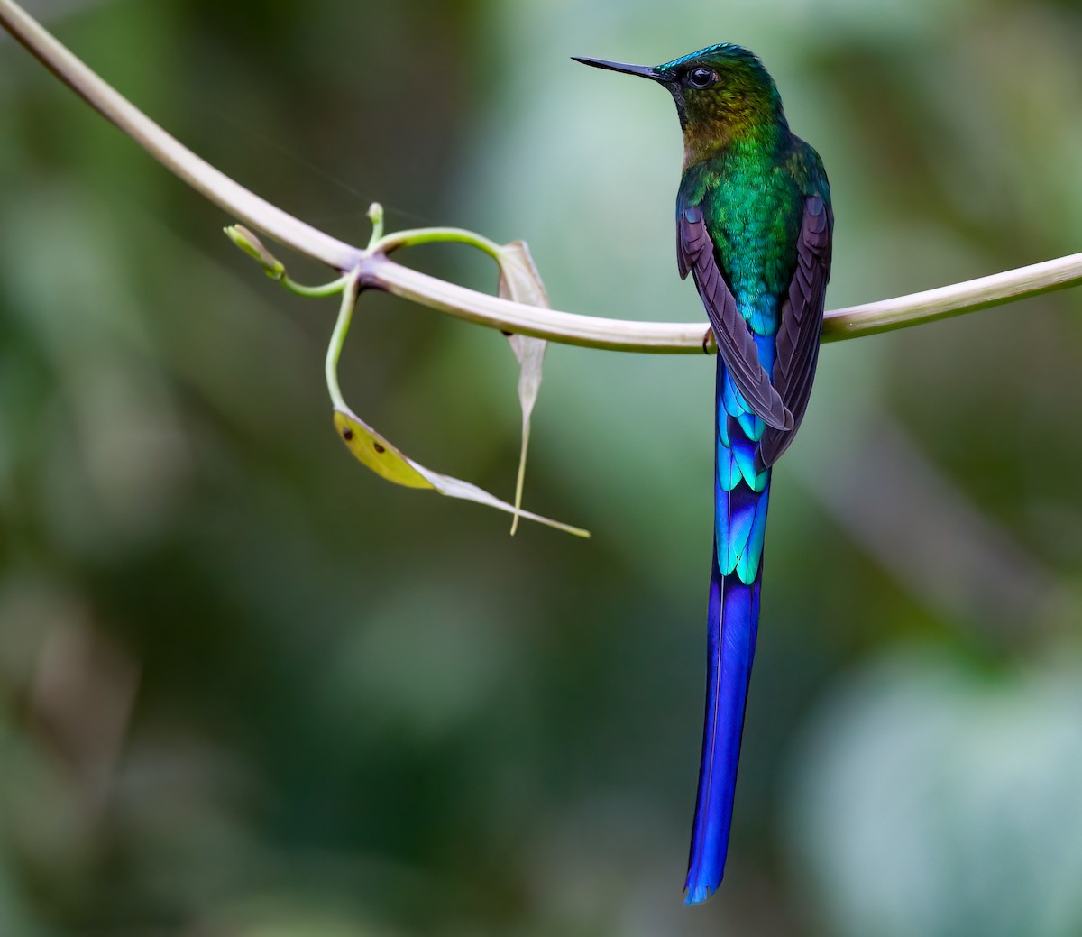 Violet-tailed Sylph - ML413435091
