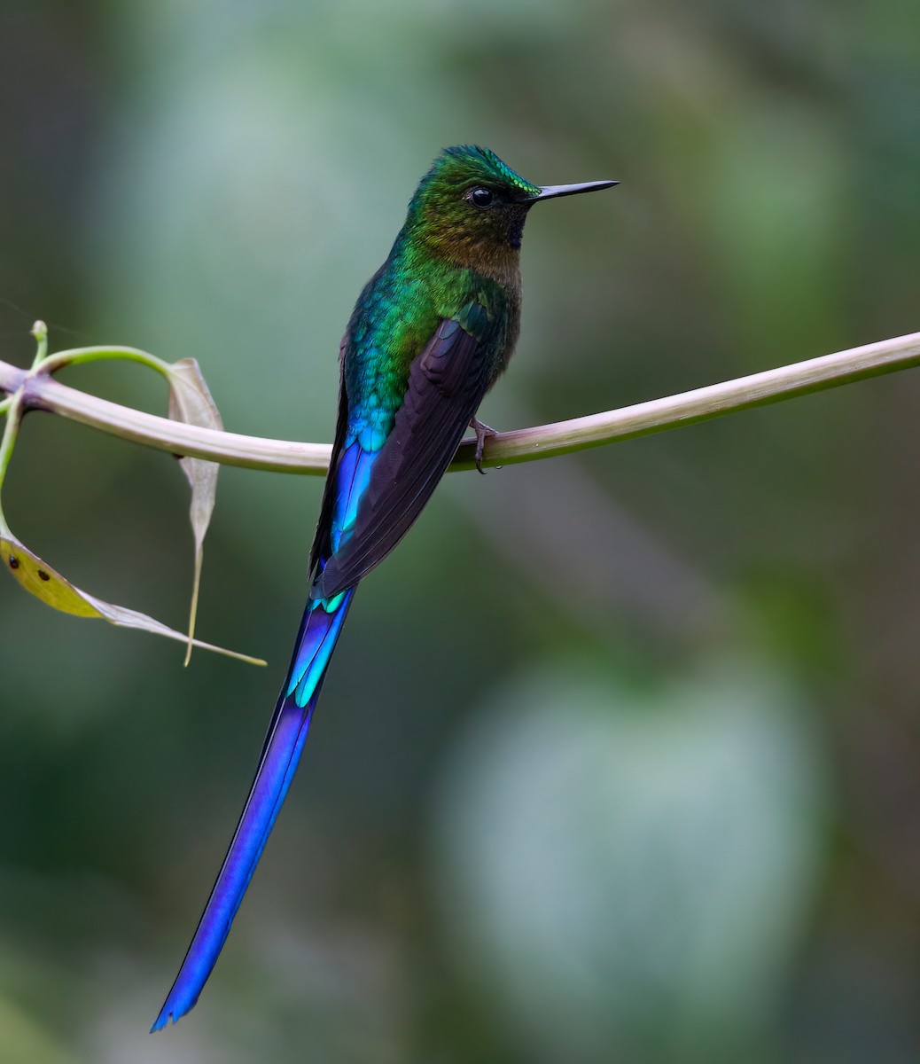 Violet-tailed Sylph - ML413435121