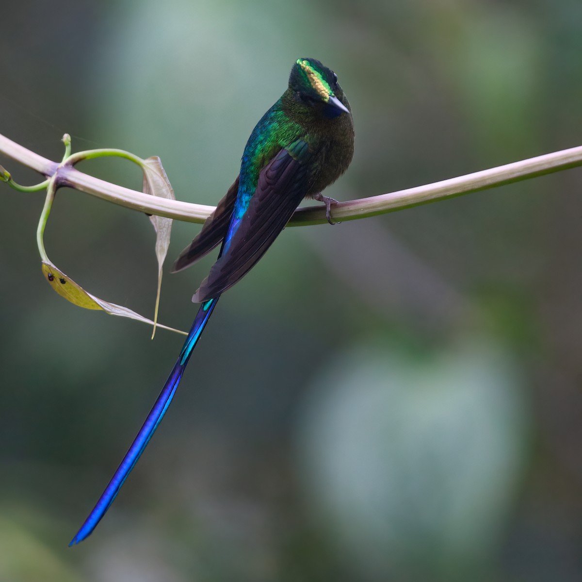 Violet-tailed Sylph - ML413435131