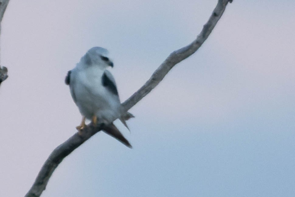 Black-shouldered Kite - ML413435151