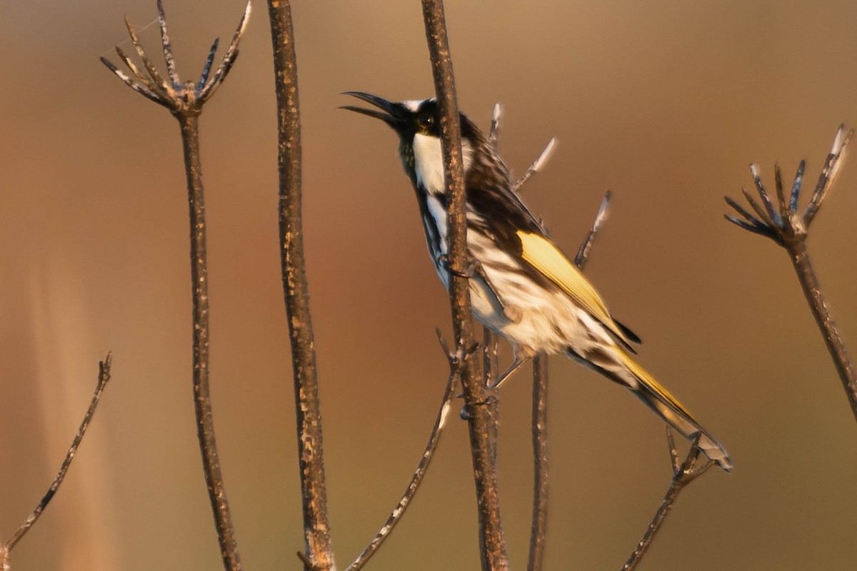 White-cheeked Honeyeater - ML413435181