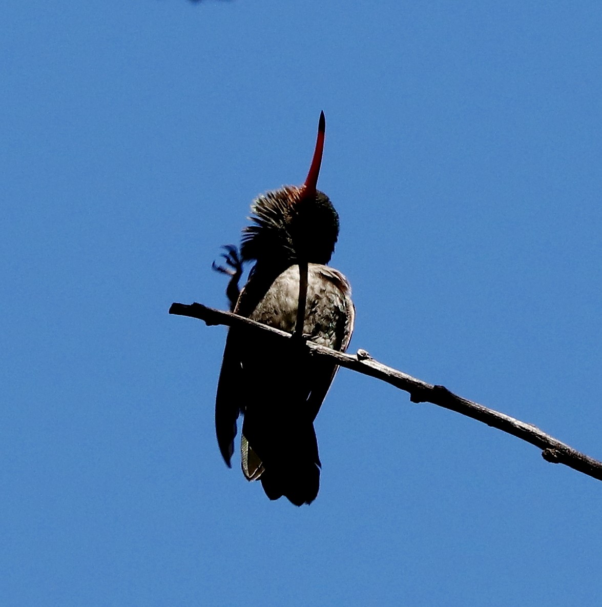 Gilded Hummingbird - ML413435451