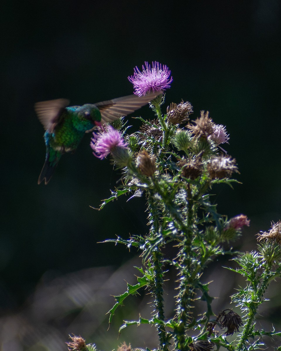 Goldbauch-Smaragdkolibri - ML413435691