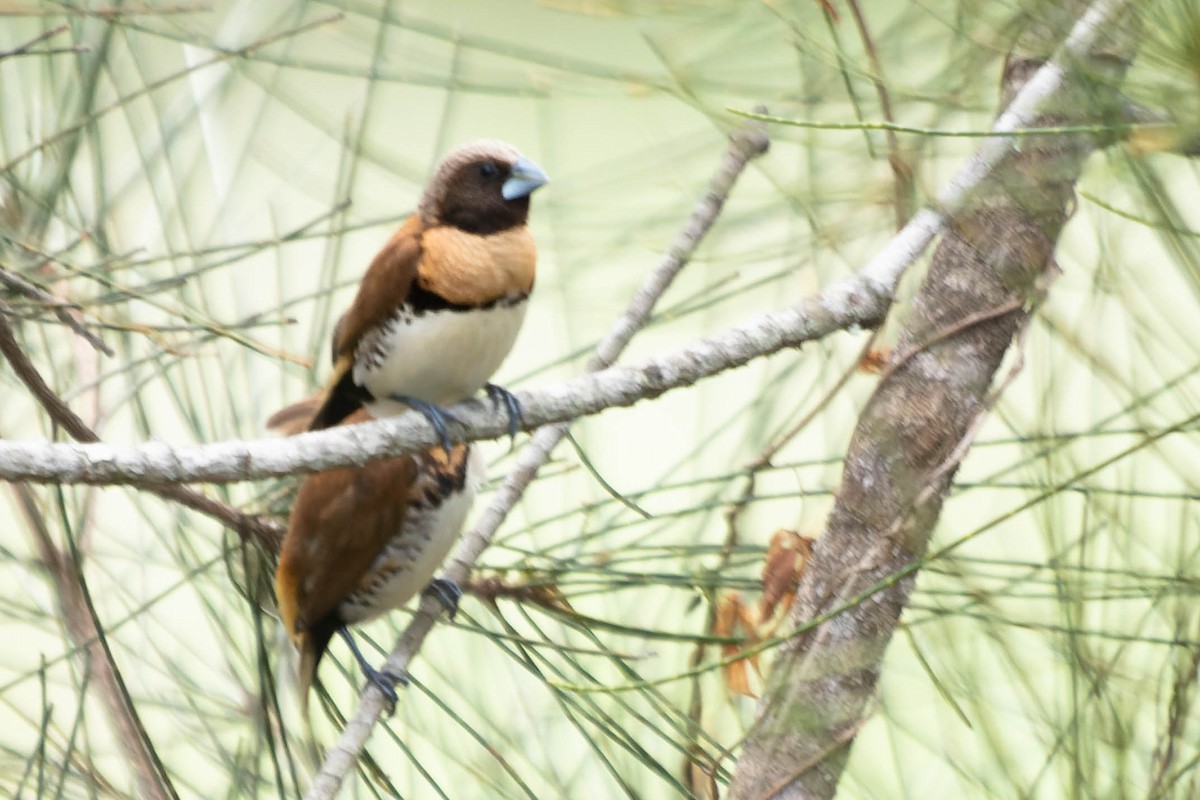 Chestnut-breasted Munia - ML413436571