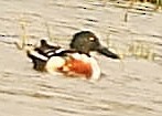 Northern Shoveler - ML413438191