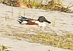 Northern Shoveler - ML413438201