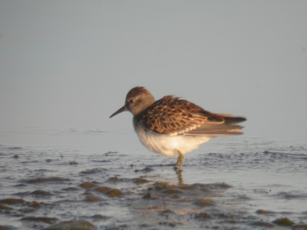 Least Sandpiper - ML413438511