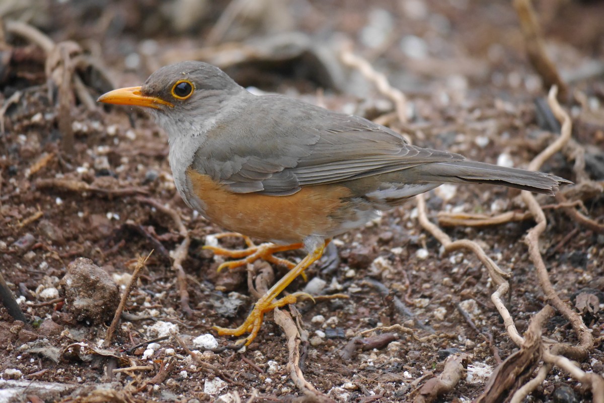 Island Thrush (Christmas) - Jenny Stiles