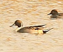 Northern Pintail - ML413440911