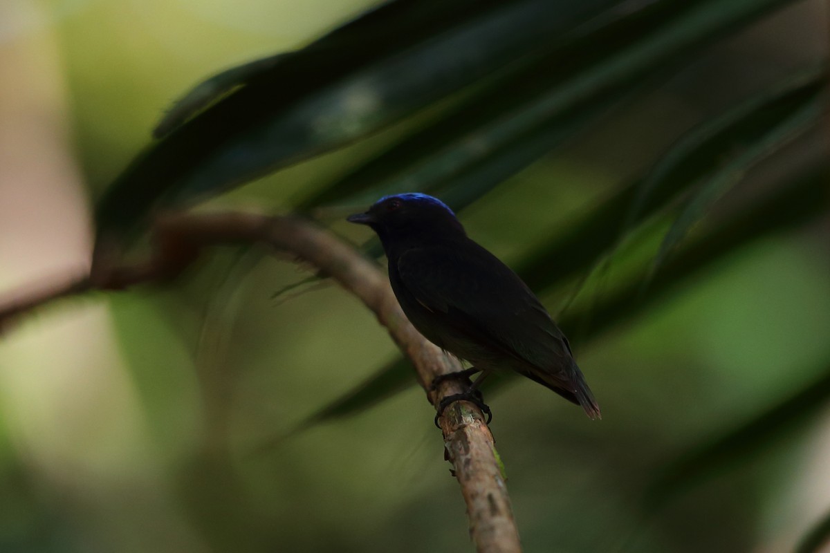 Blue-capped Manakin - Josef Widmer