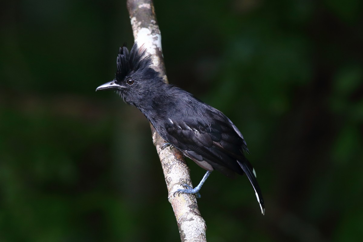 Glossy Antshrike - Josef Widmer