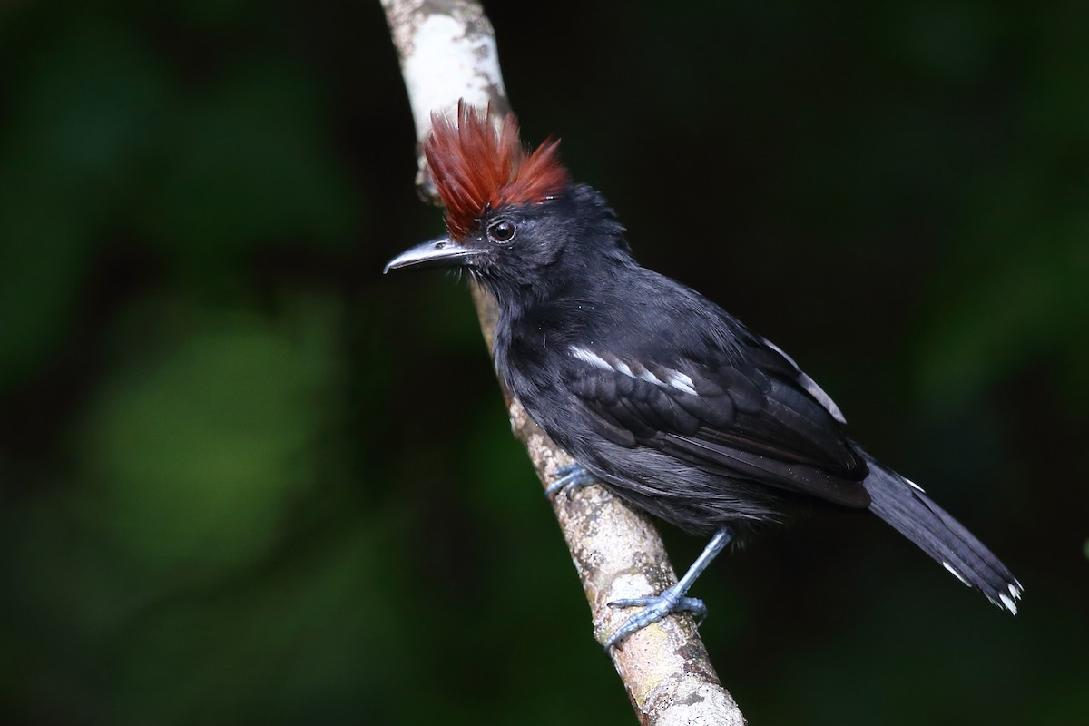 Glossy Antshrike - Josef Widmer