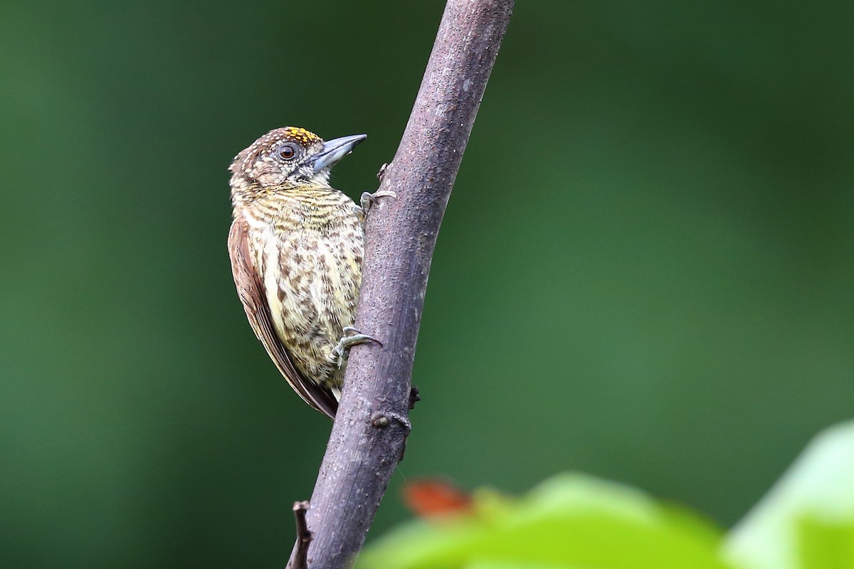 Bar-breasted Piculet - ML413441621