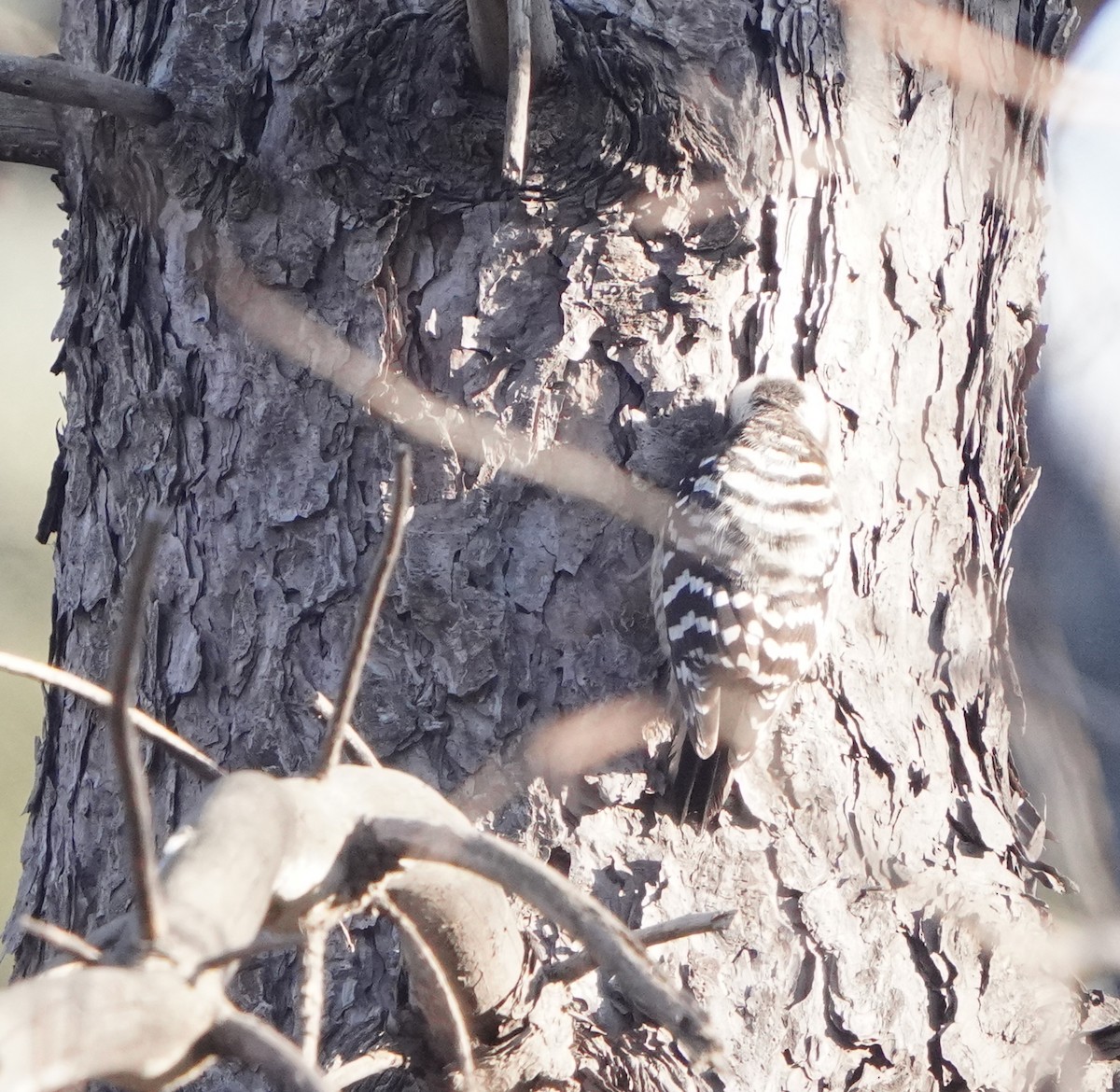 Japanese Pygmy Woodpecker - ML413442931