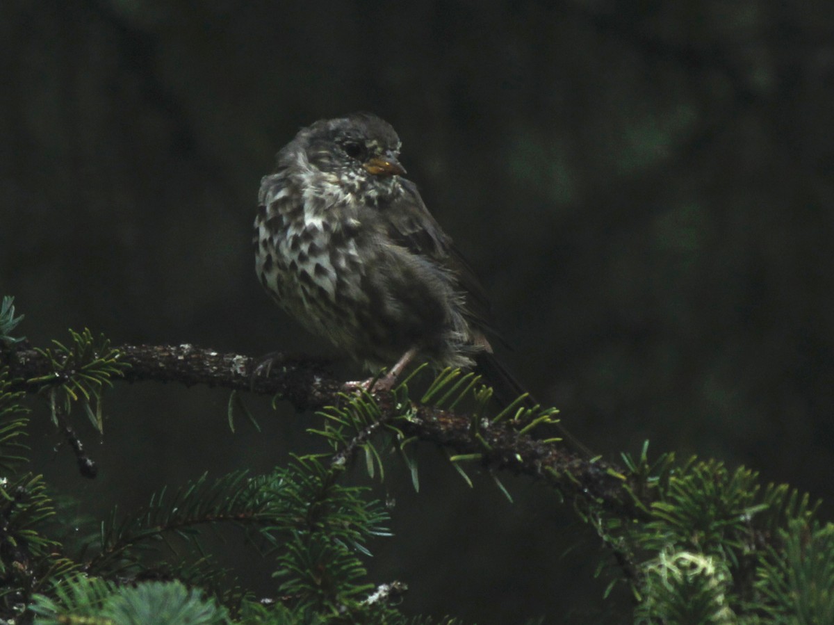 Fox Sparrow - Esme Rosen