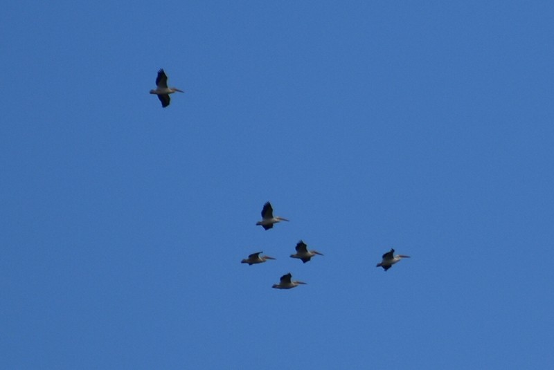 American White Pelican - ML413448111