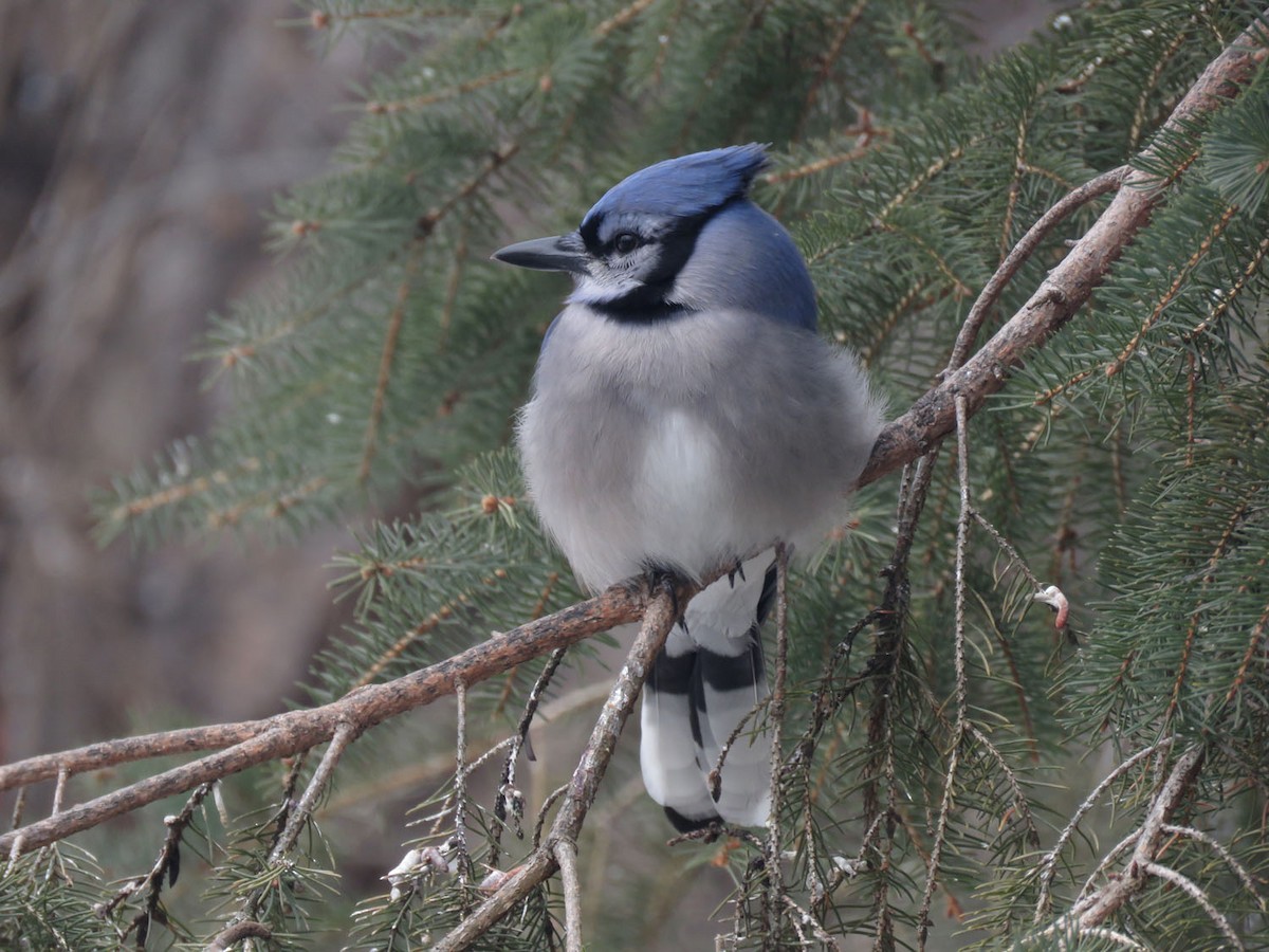 Blue Jay - ML413448701