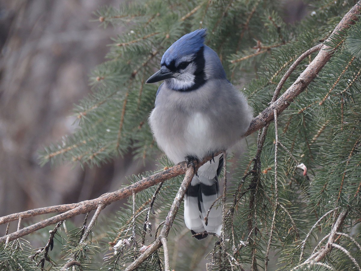 Blue Jay - ML413449171