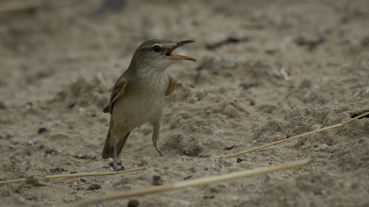 Great/Oriental/Clamorous Reed Warbler - ML413449661