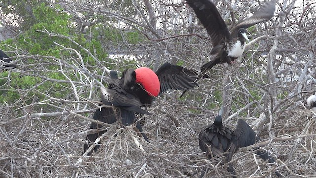 Bindenfregattvogel - ML413449841