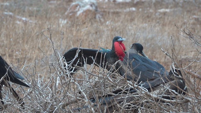 Great Frigatebird - ML413450451