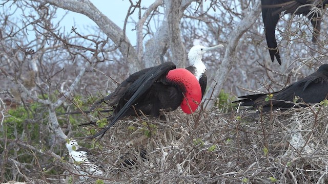 Magnificent Frigatebird - ML413451421