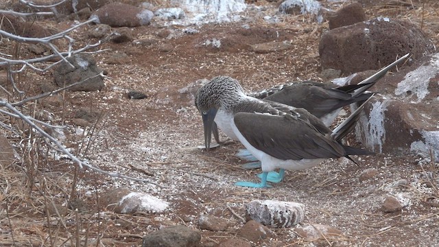 Fou à pieds bleus - ML413452001