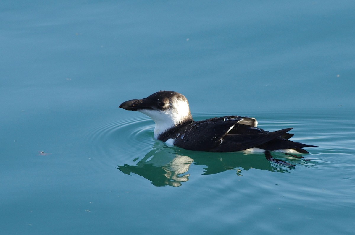 Razorbill - ML413452071