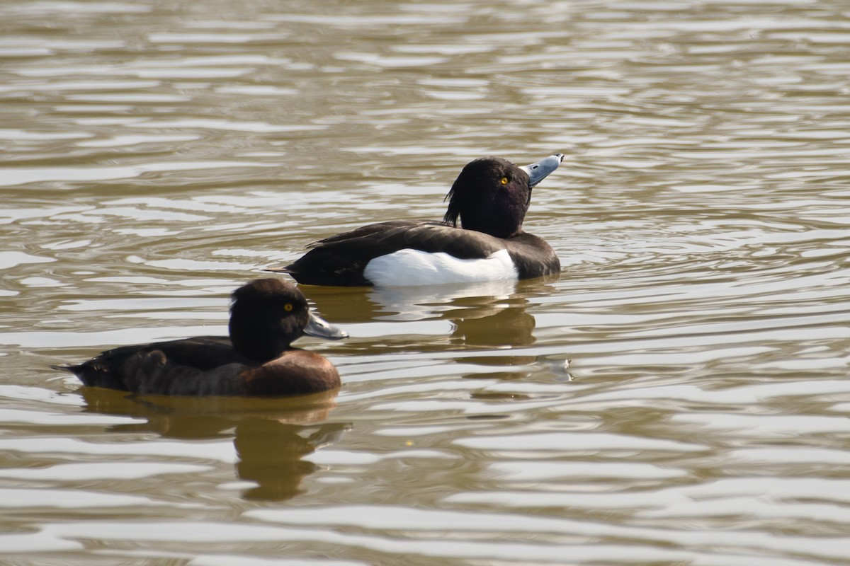 Tufted Duck - ML413452191