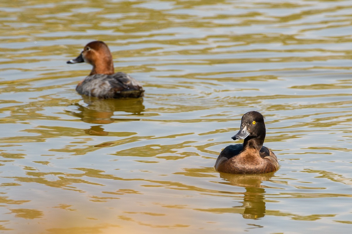Tufted Duck - ML413452241