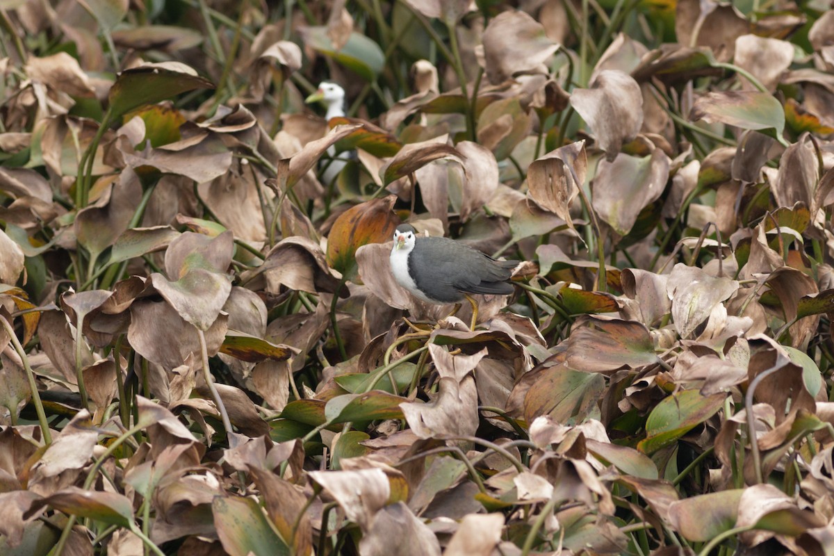 White-breasted Waterhen - ML413452781