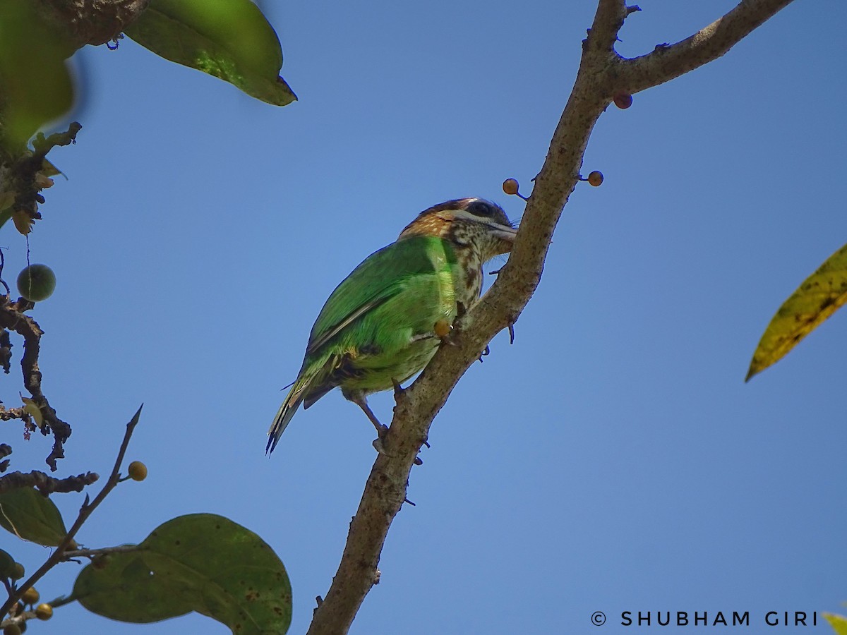 White-cheeked Barbet - Shubham Giri