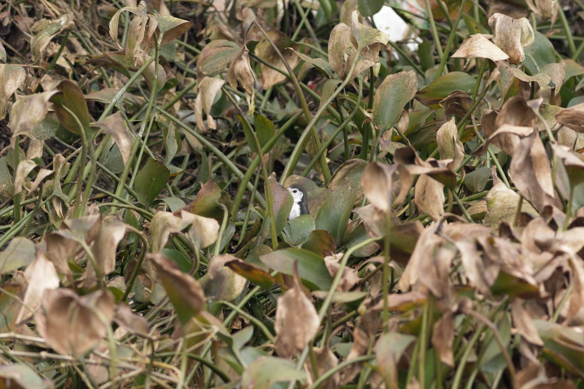 White-breasted Waterhen - ML413453391