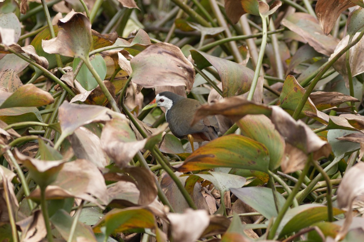 White-breasted Waterhen - ML413453411