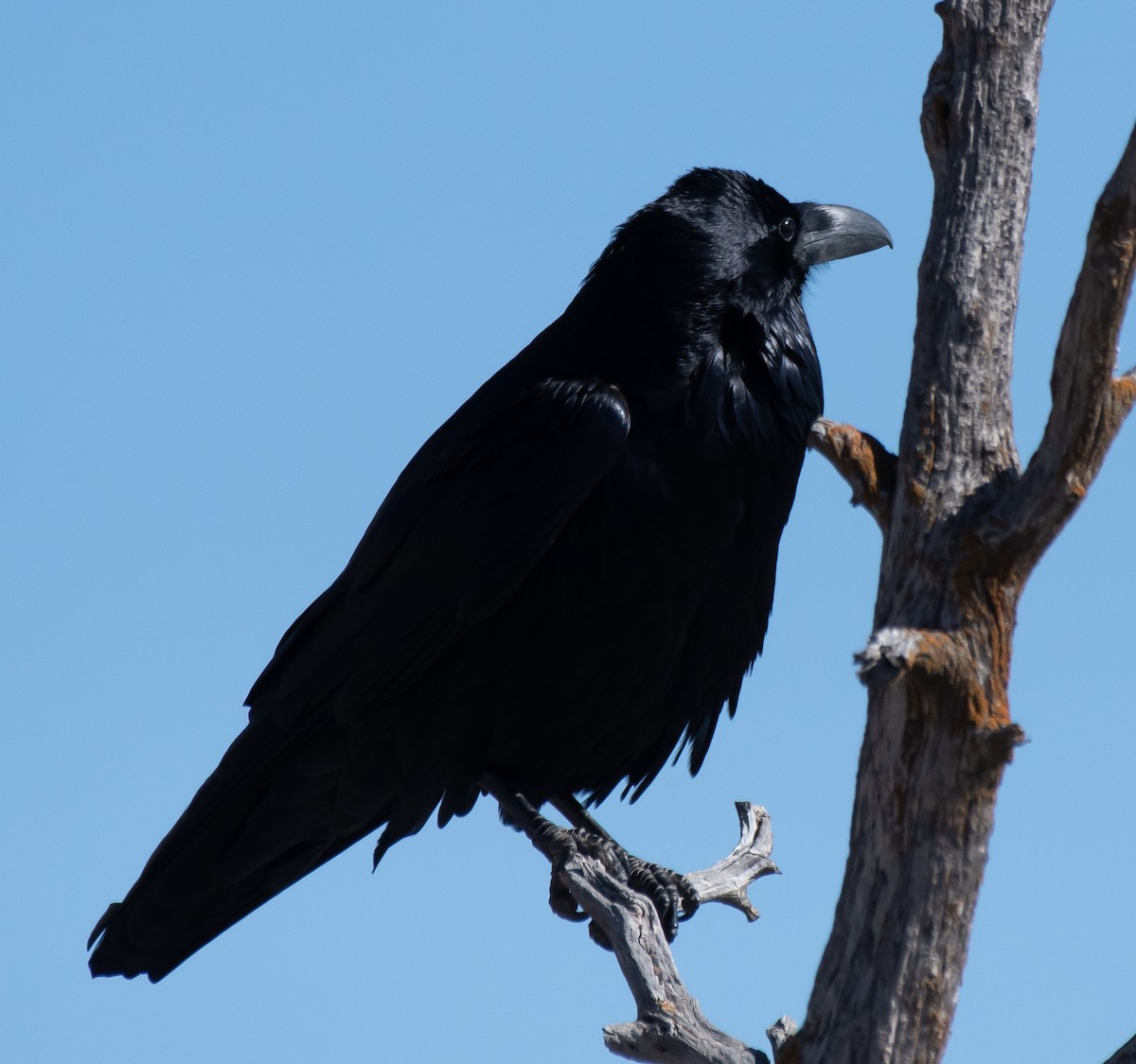 Common Raven - ML413454261