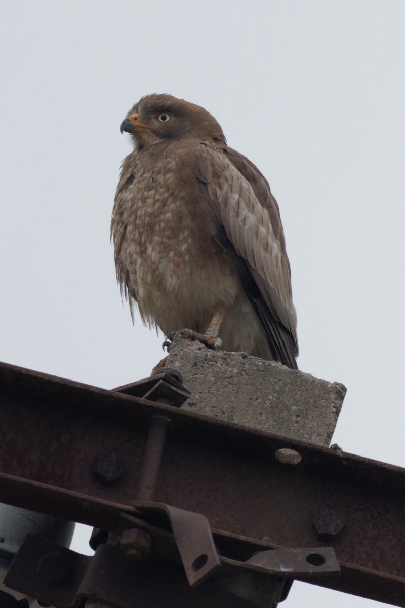 White-eyed Buzzard - ML413454651