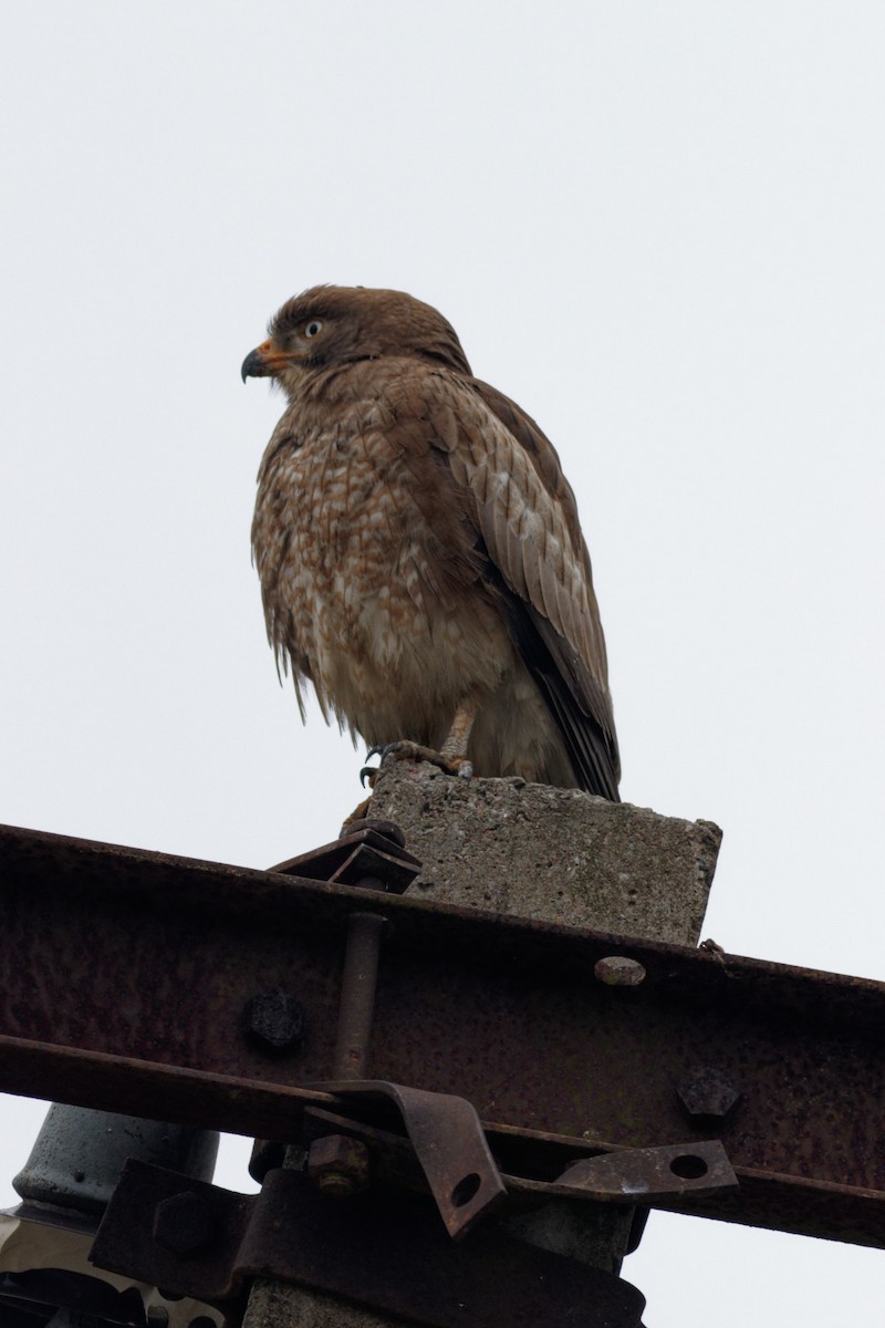 White-eyed Buzzard - ML413454661