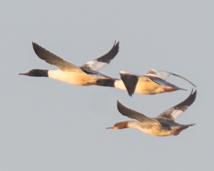 Common Merganser - ML413454691