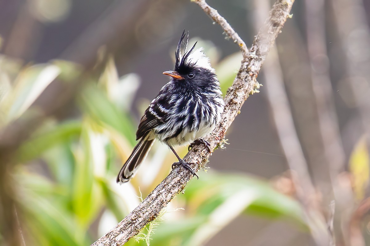 Black-crested Tit-Tyrant - Chris S. Wood