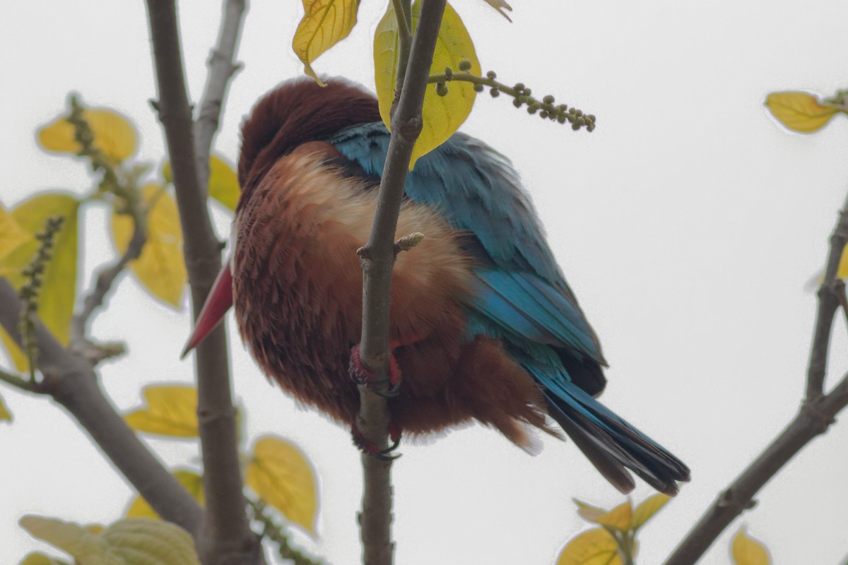 White-throated Kingfisher - ML413456681