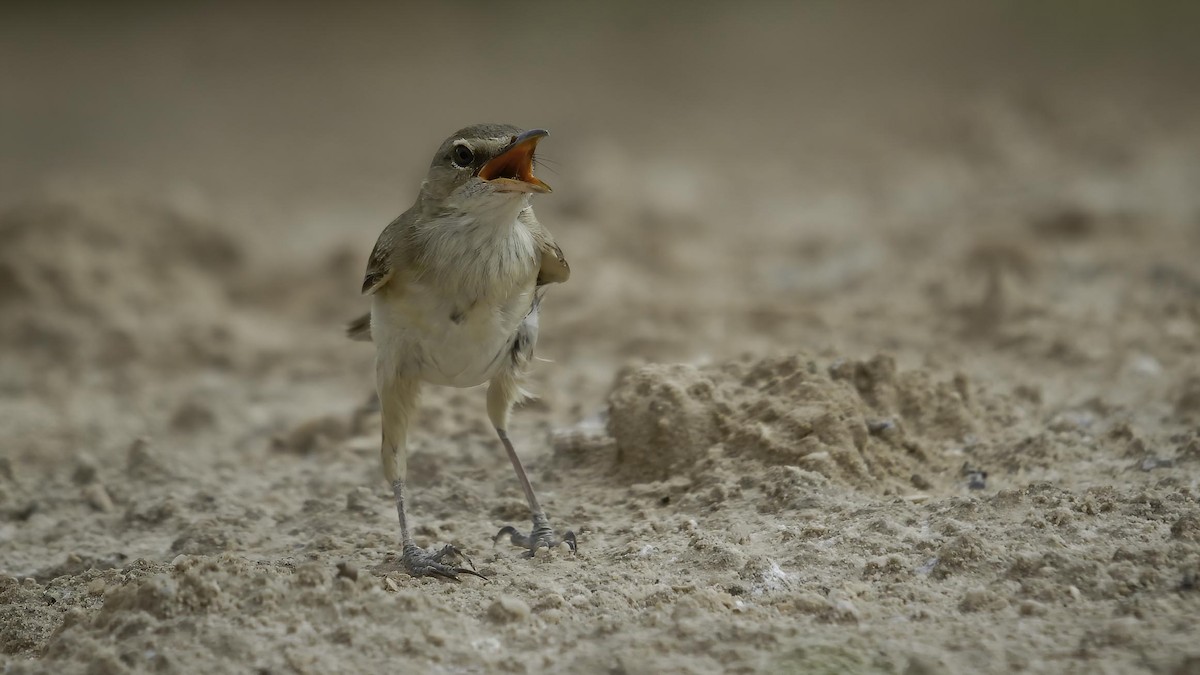 Great/Oriental/Clamorous Reed Warbler - ML413457731