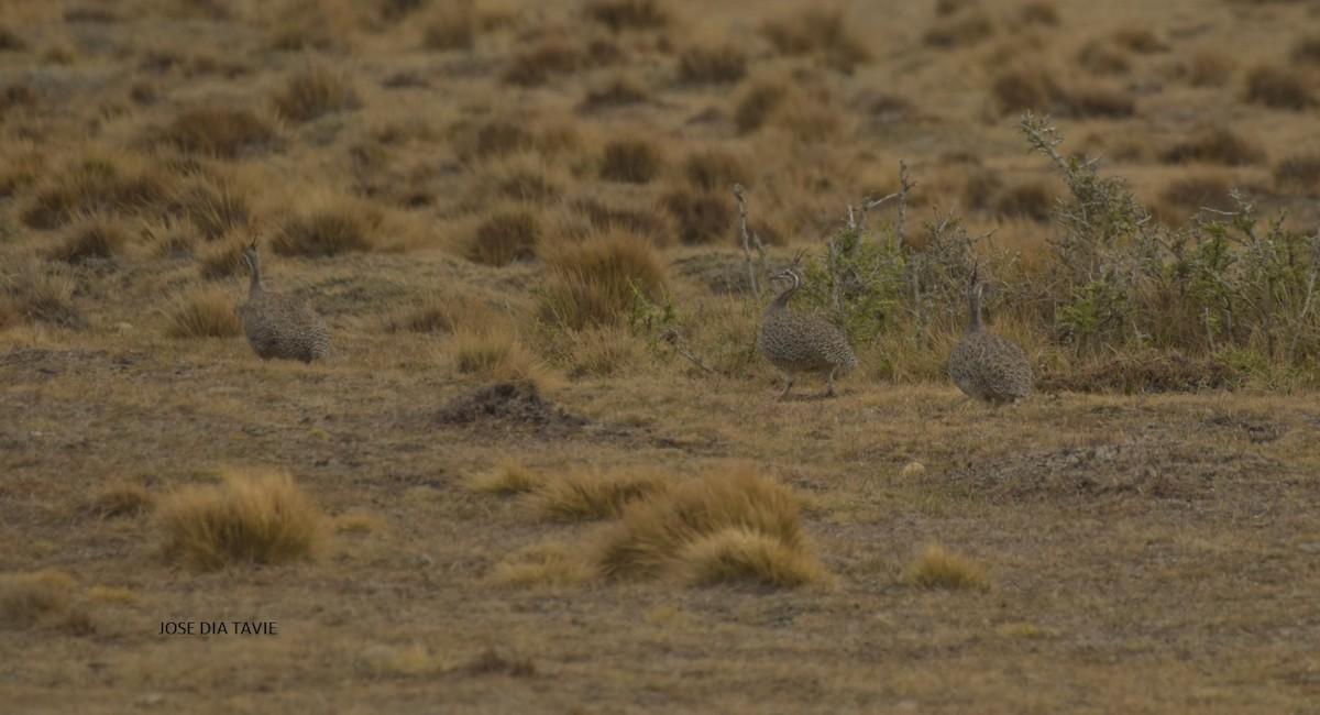 tinama argentinská - ML413457841