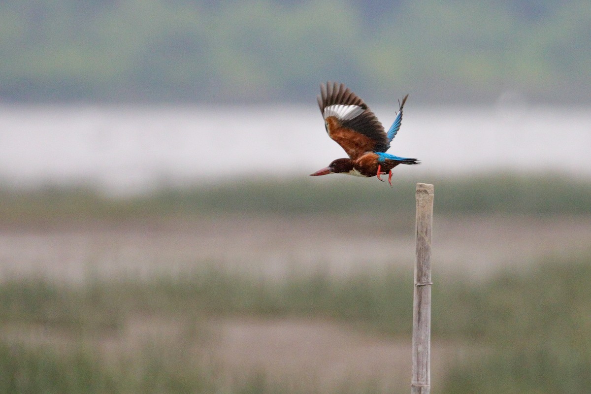 White-throated Kingfisher - ML413458471