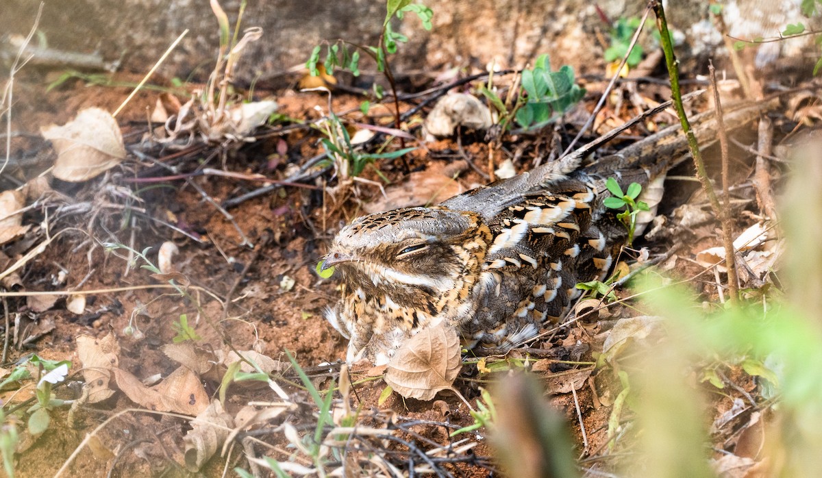 Indian Nightjar - ML413458501