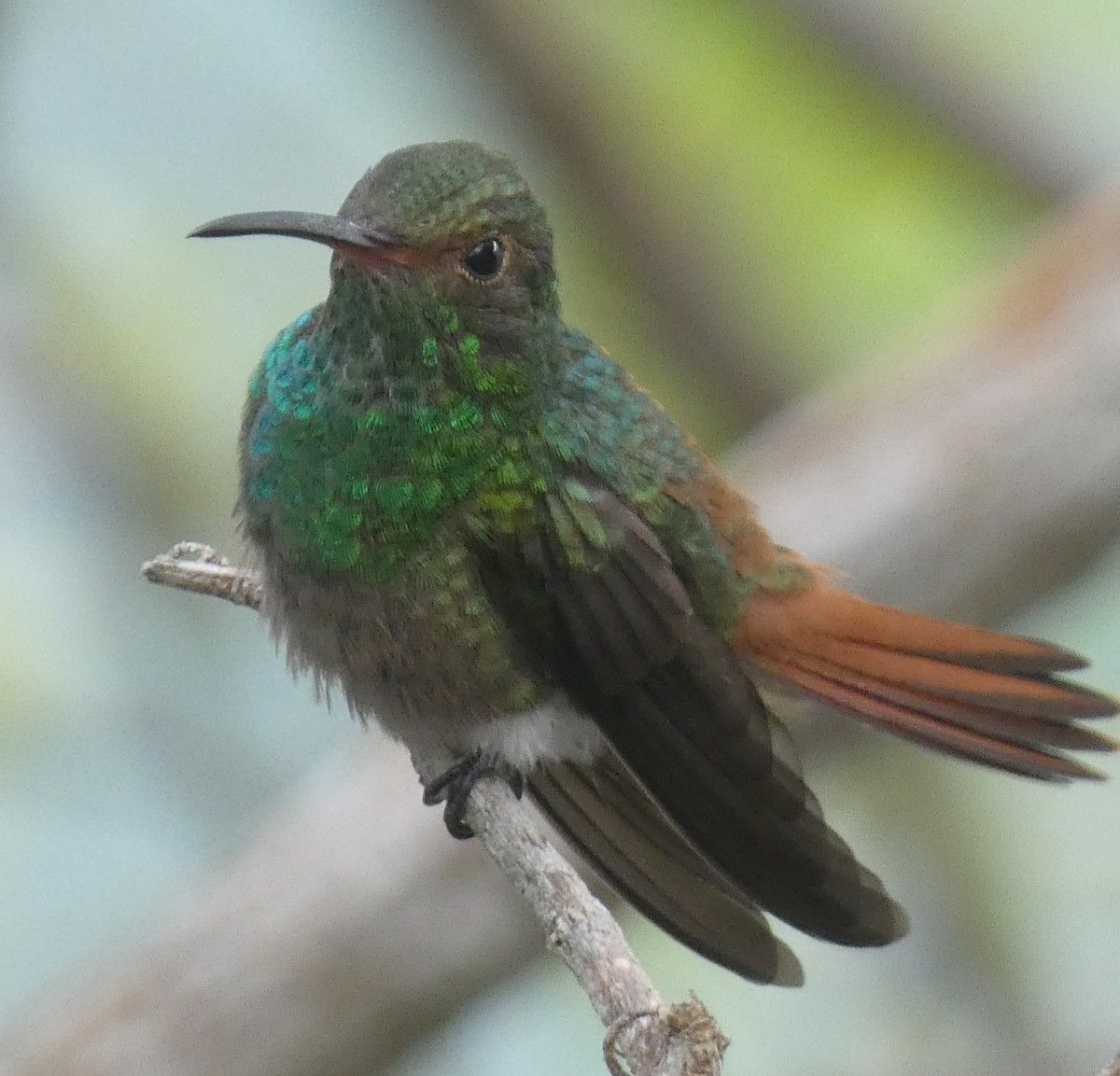Rufous-tailed Hummingbird - ML413458731